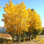Aspen-Quaking