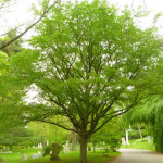 Beech-Blue