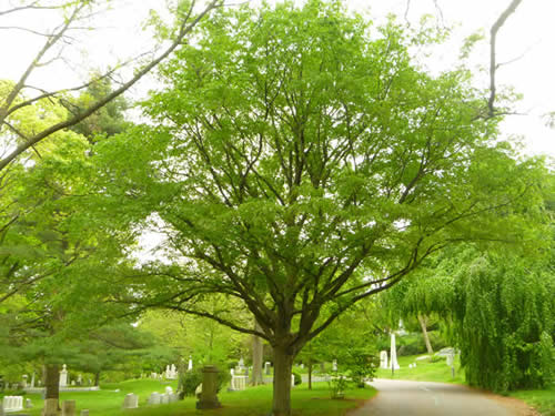 Beech-Blue