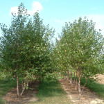 Birch- Heritage