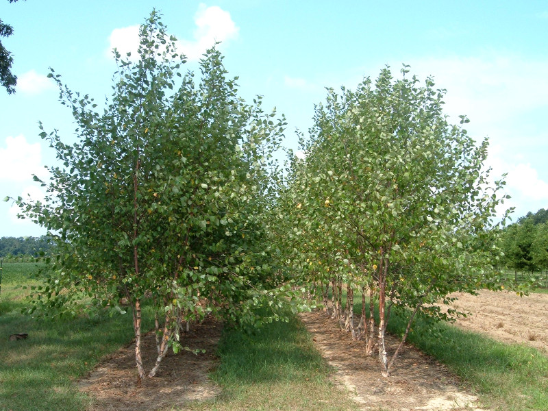 Birch- Heritage
