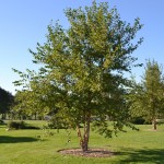 Birch- River