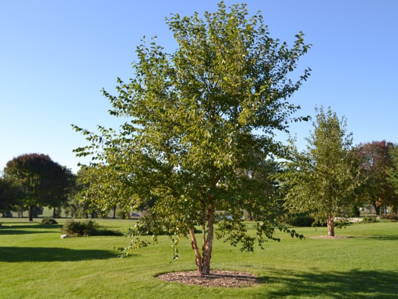 Birch- River