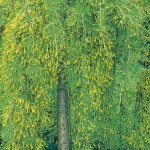 Caragana Weeping