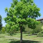 Catalpa- Northern