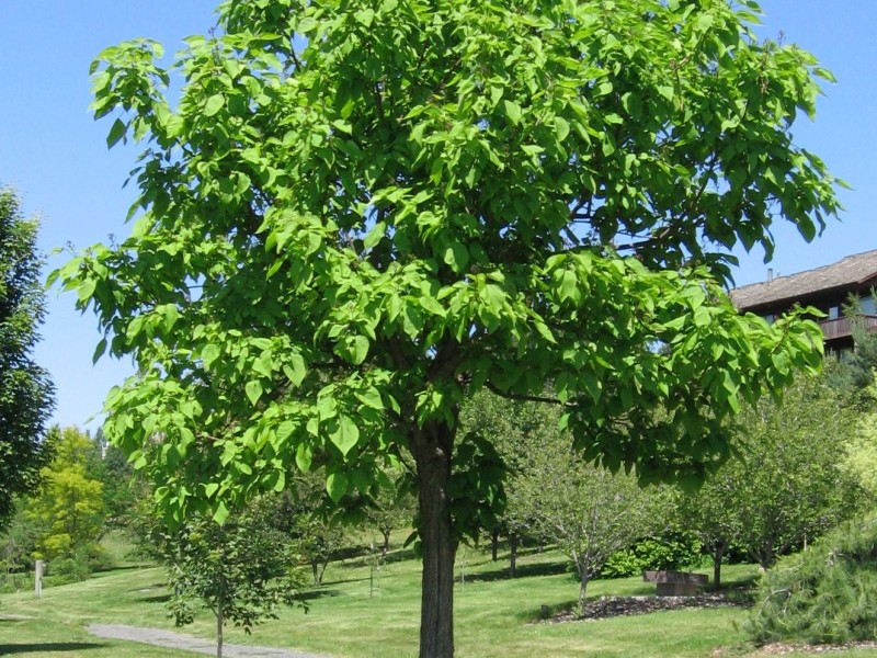 Catalpa- Northern