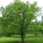 Hackberry- hackberry