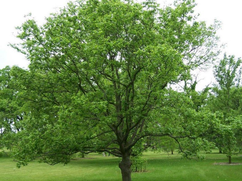Hackberry- hackberry