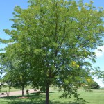 Honeylocust - skyline