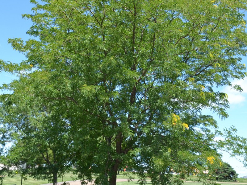 Honeylocust - skyline