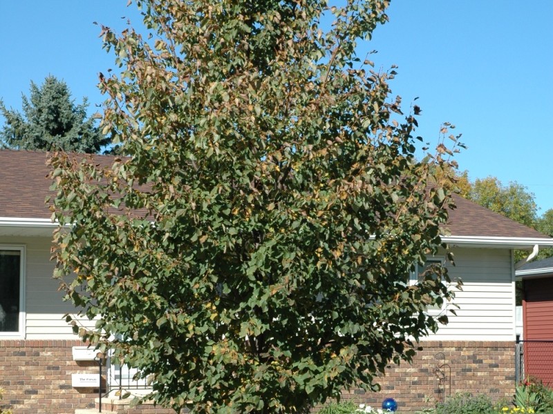 Linden- Greenspire