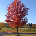Maple- Autumn Blaze
