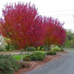 Maple- Burgundy Belle