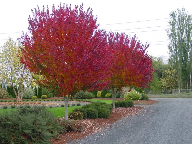 Maple- Burgundy Belle