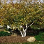 Birch Whitespire