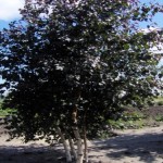 Birch Royal Frost