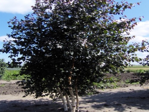 Birch Royal Frost