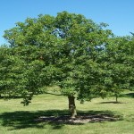 Ohio Buckeye