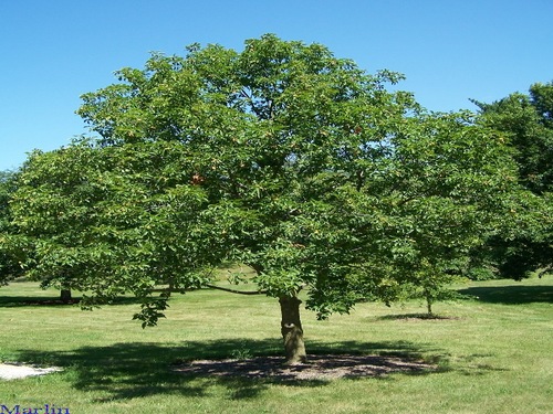 Ohio Buckeye