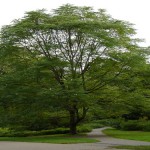 Coffeetree Kentucky