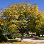Elm Accolade
