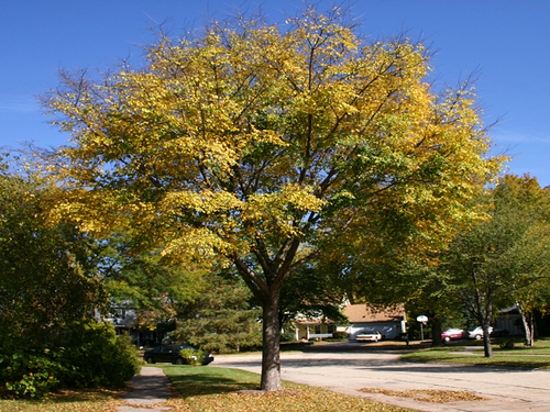 Elm Accolade
