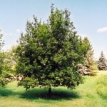 Ironwood Summer