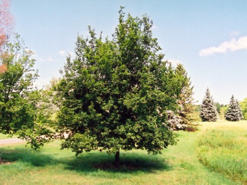 Ironwood Summer