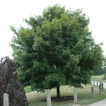 Maple Emerald Lustre Norway