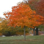 Maple Fall Fiesta Sugar