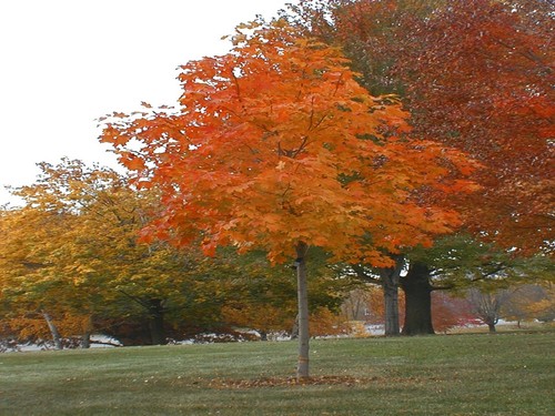 Maple Fall Fiesta Sugar