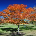 Maple Northwood