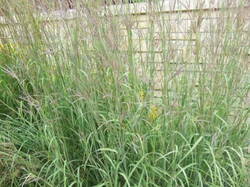 Big Bluestrem Grass