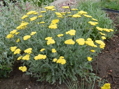 Achillea Yarrow Moonshine