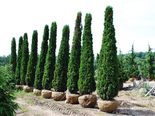 Arborvitae Degroots Spire