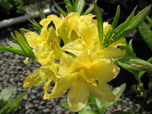 Azalea Lemon Lights
