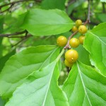 Celastrus American Bittersweet