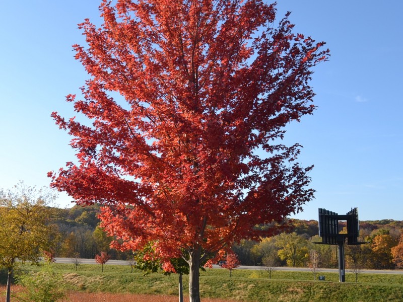 Maple- Autumn Blaze