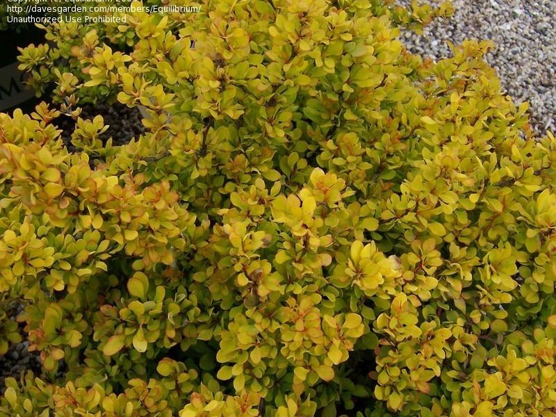 Barberry- Golden nugget