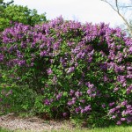 Lilac- common purple
