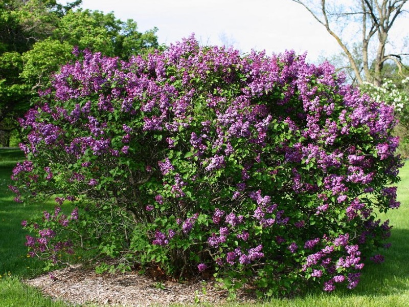 Lilac- common purple
