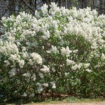 Lilac- common white