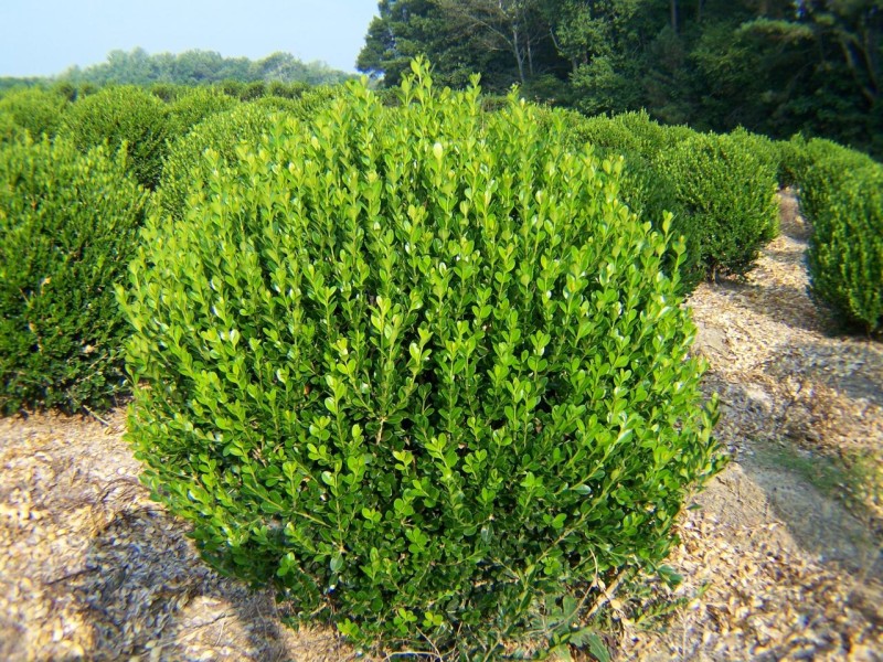 boxwood- wintergreen