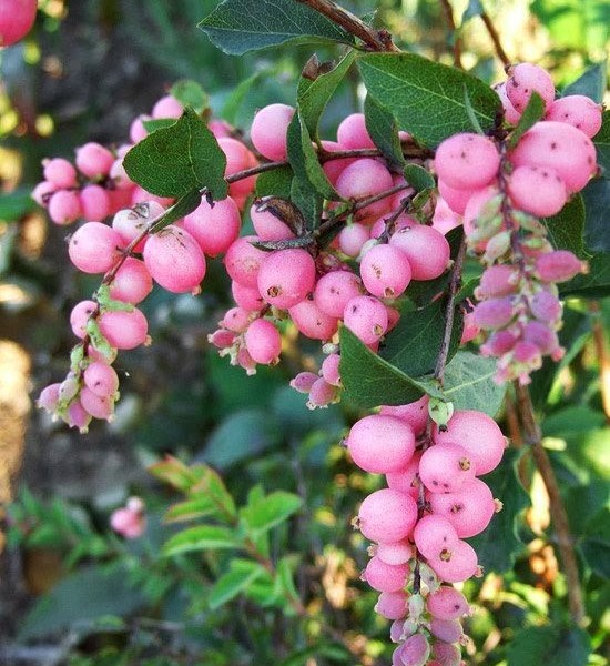 snowberry- candy