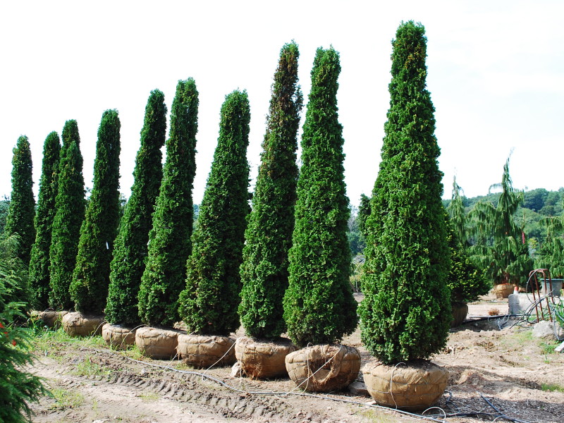 Arborvitae- Degroots spire
