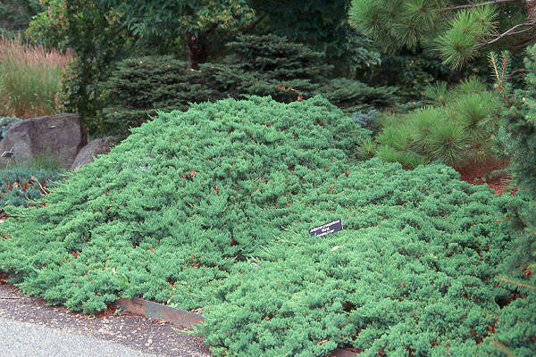 Juniper- japanese garden