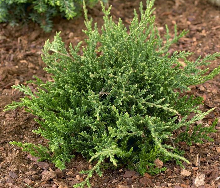 Juniperus horizontalis Prince of Wales