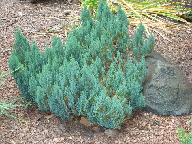 Juniperus_blue forest
