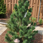 Pine- tannenbaum