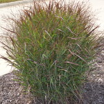 Shenandoah Switchgrass